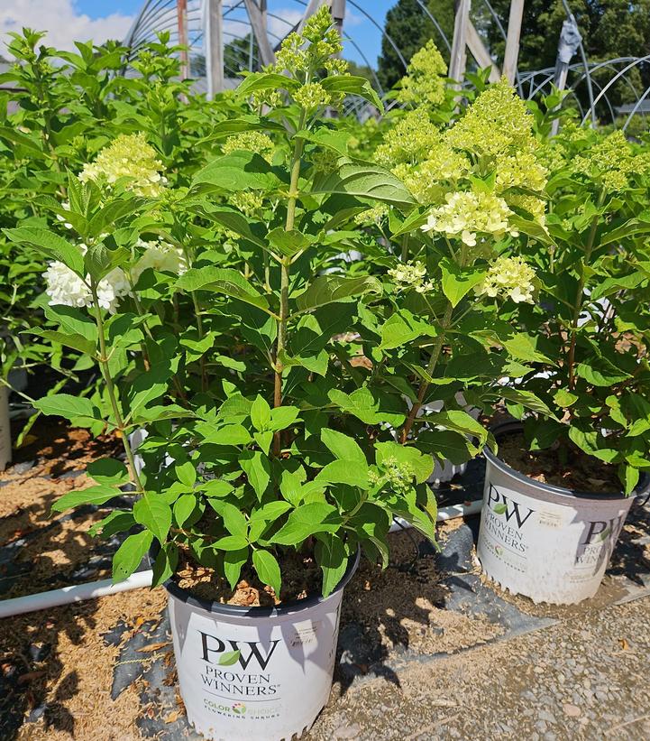 Hydrangea paniculata 'Limelight'