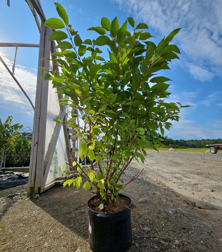 Viburnum plicatum f. tomentosum 'Mariesii'