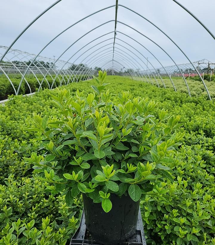 Azalea x 'Delaware Valley White'