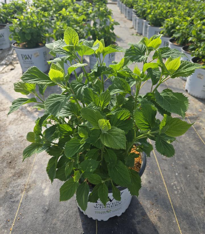 Hydrangea arborescens Invincibelle® Invincibelle Limetta®