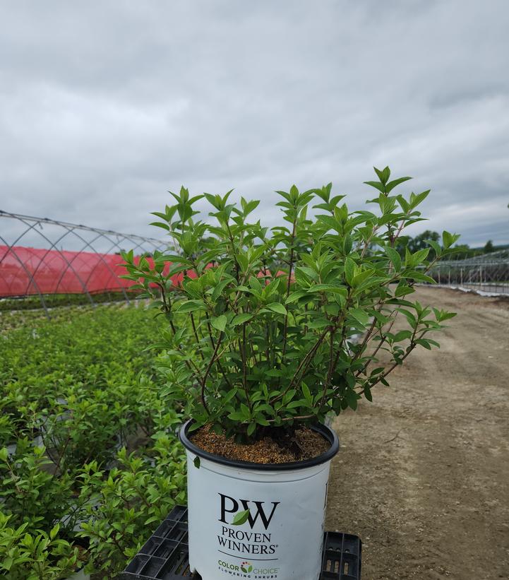Hydrangea paniculata Bobo®