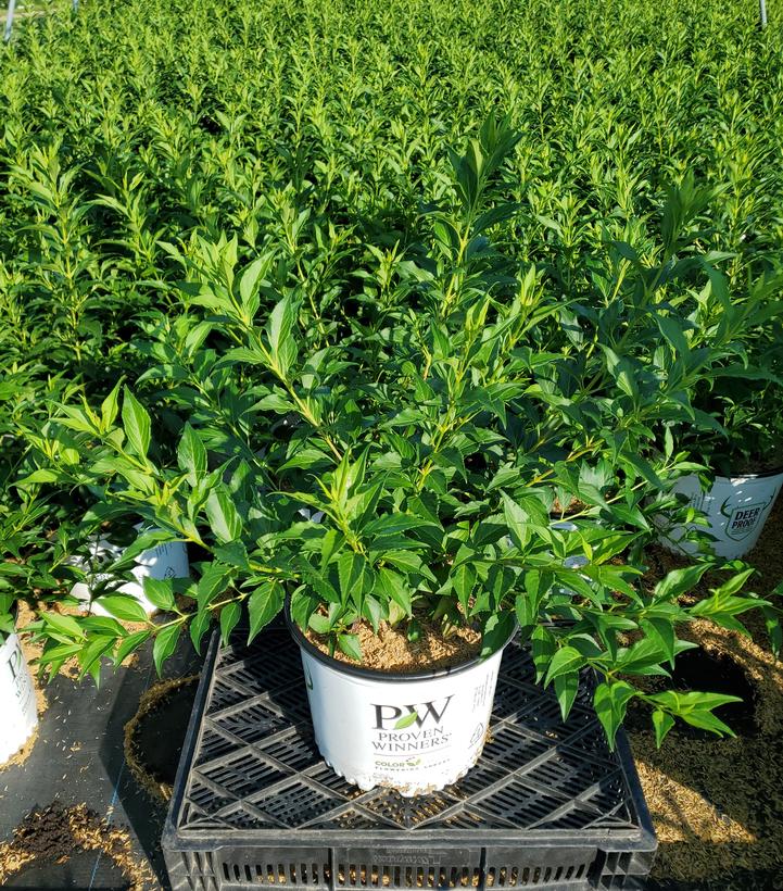 Forsythia x Show Off® Starlet