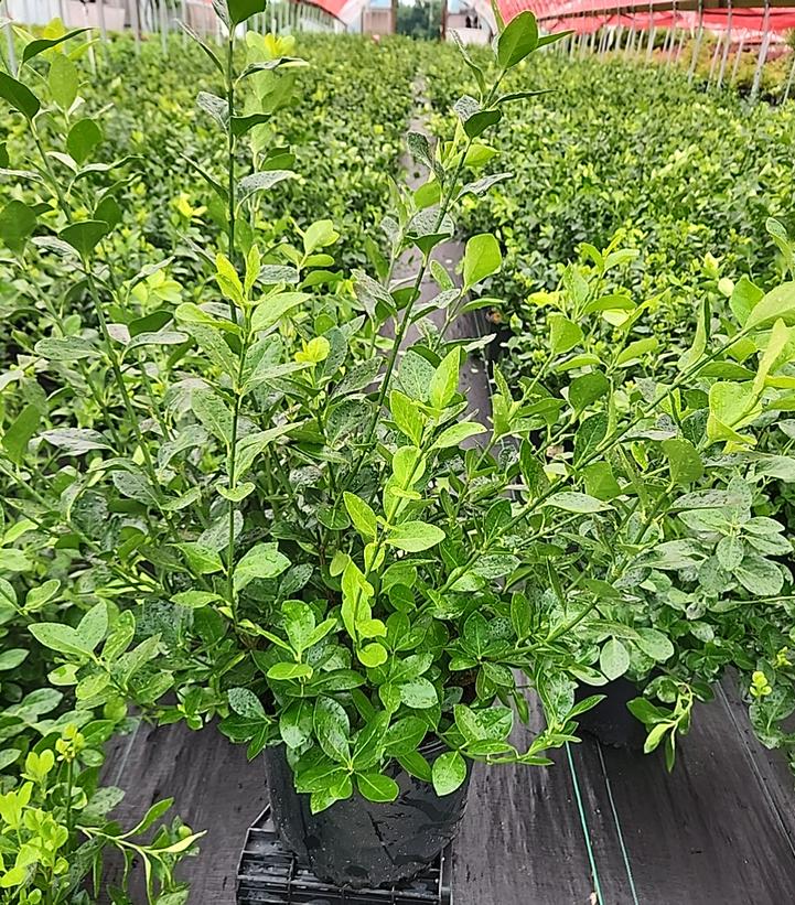 Euonymus kiautschovicus Manhattan