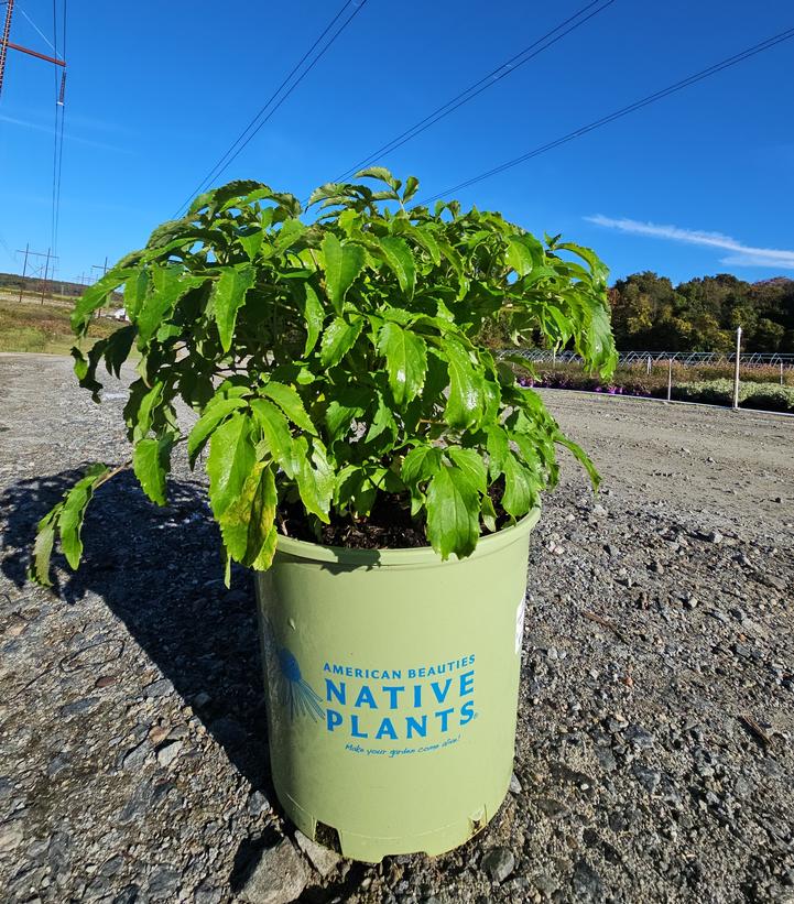 Sambucus canadensis Adams