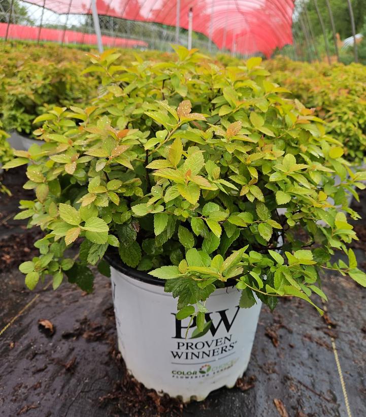Spiraea x Double Play® Double Play Big Bang®