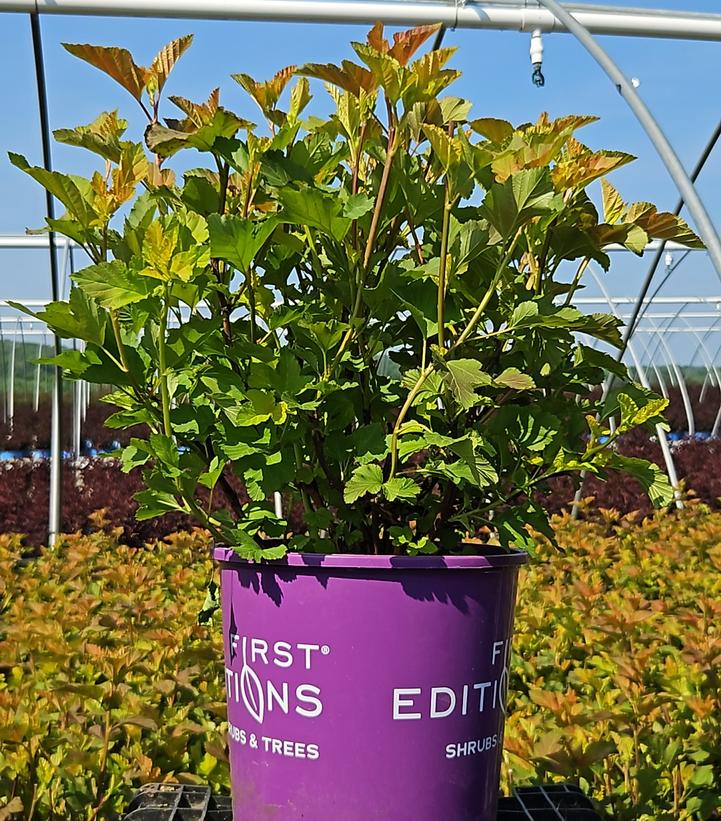 Physocarpus Amber Jubilee™
