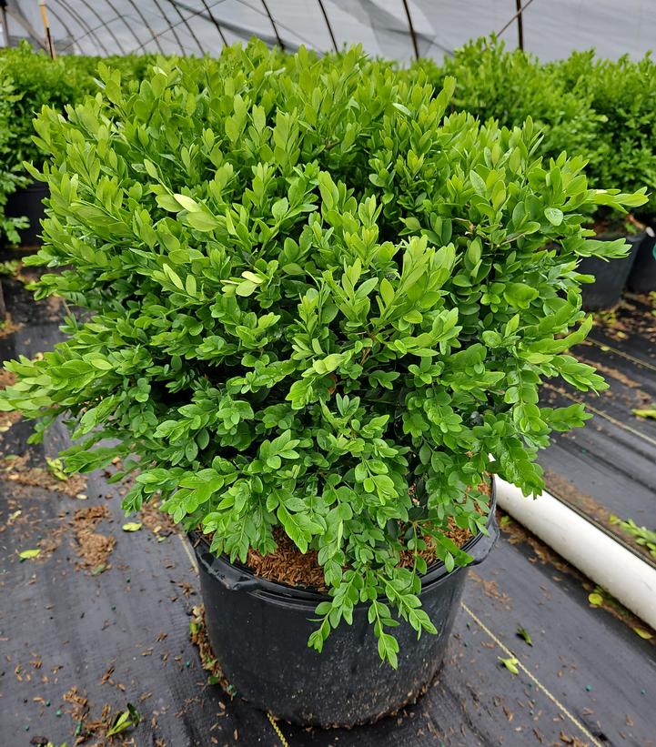 Buxus microphylla var. japonica Green Velvet