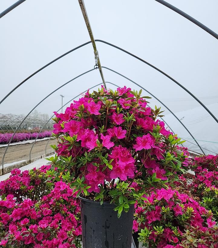 Azalea 'Girard's Fuchsia'