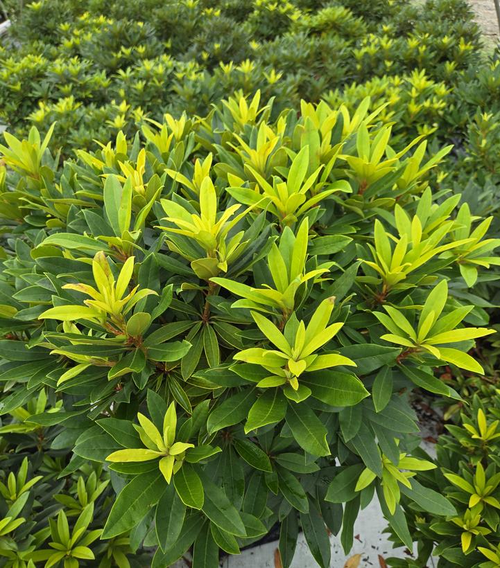Rhododendron cat. Chionoides