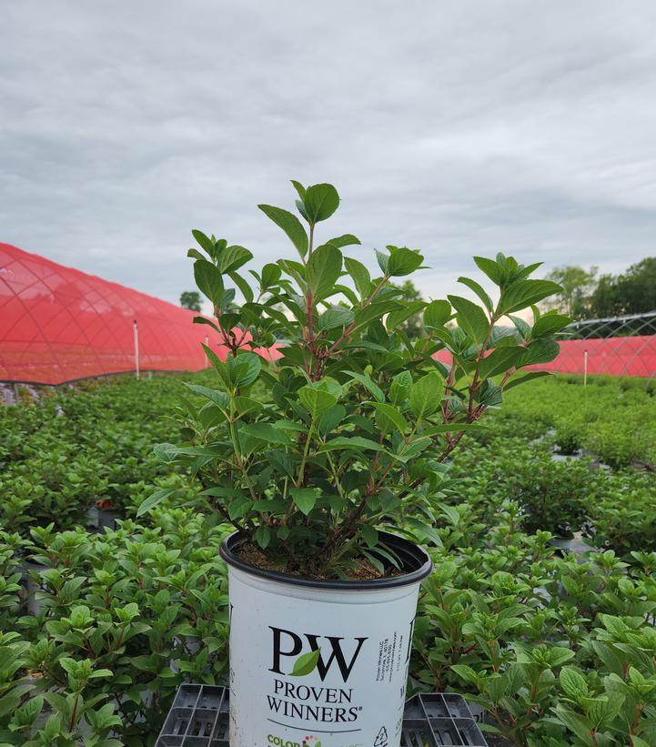 Hydrangea paniculata Little Quick Fire®