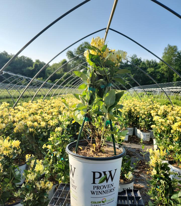 Lonicera periclymenum 'Scentsation'