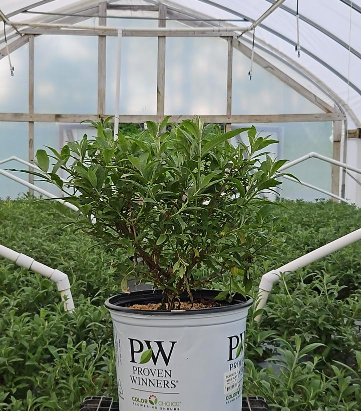 Buddleia x Miss Ruby