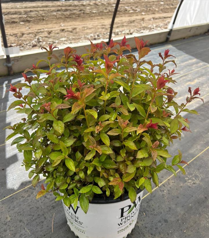 Spiraea japonica Double Play® Double Play® Red