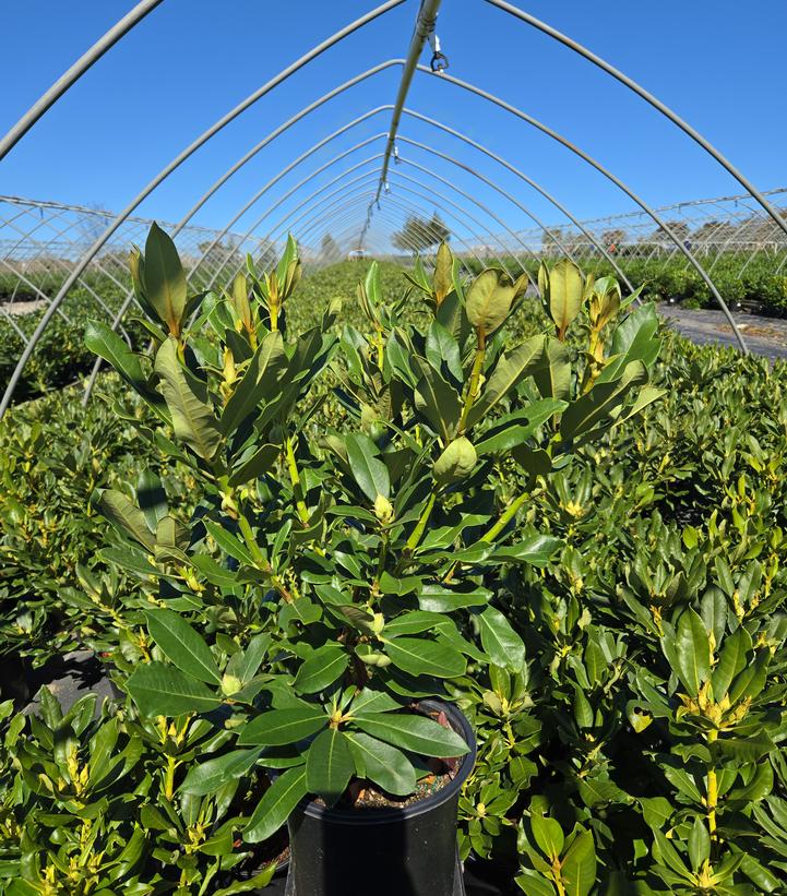 Rhododendron cat. Nova Zembla