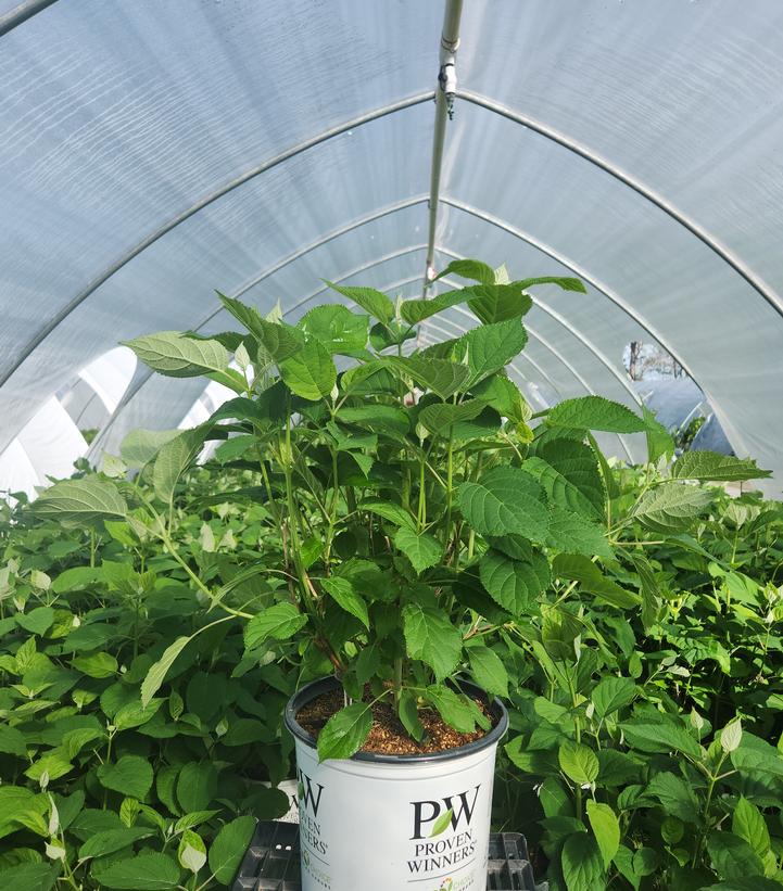 Hydrangea arborescens Incrediball® Incrediball®