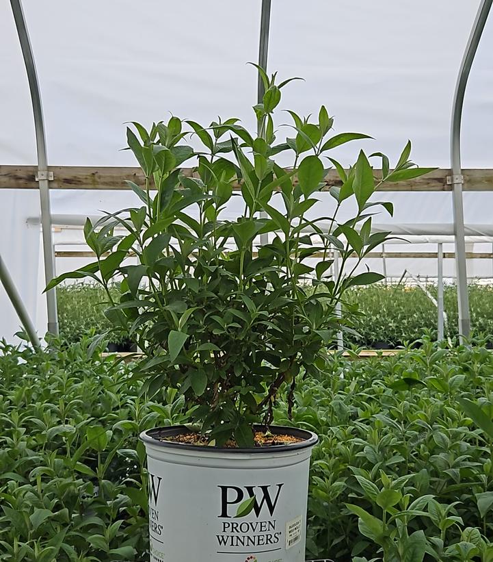 Buddleia x Miss Molly