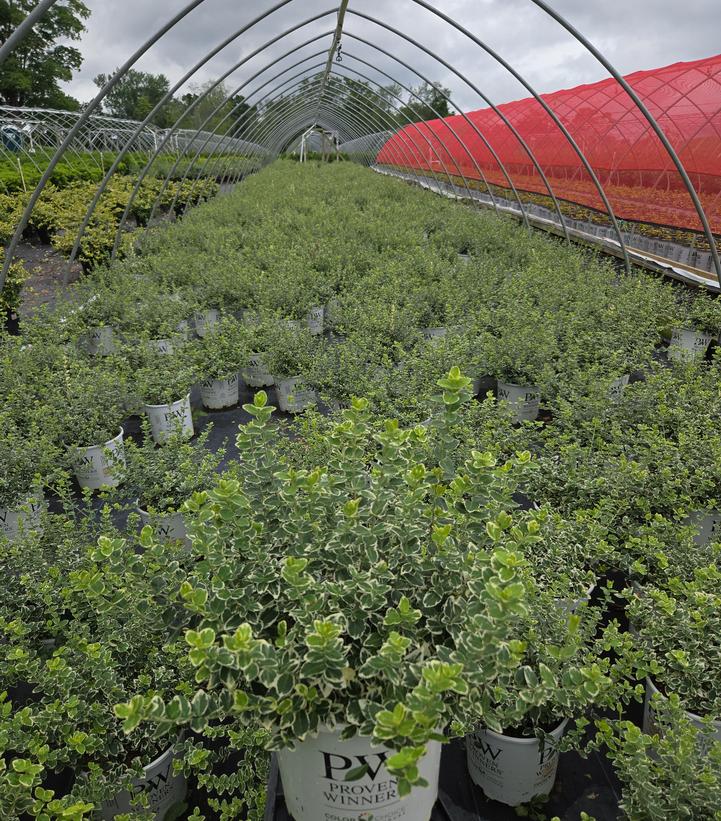 Euonymus f. White Album®