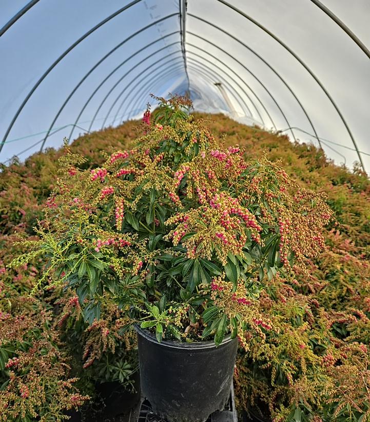 Pieris jap. Passion Party™ 'Passion'