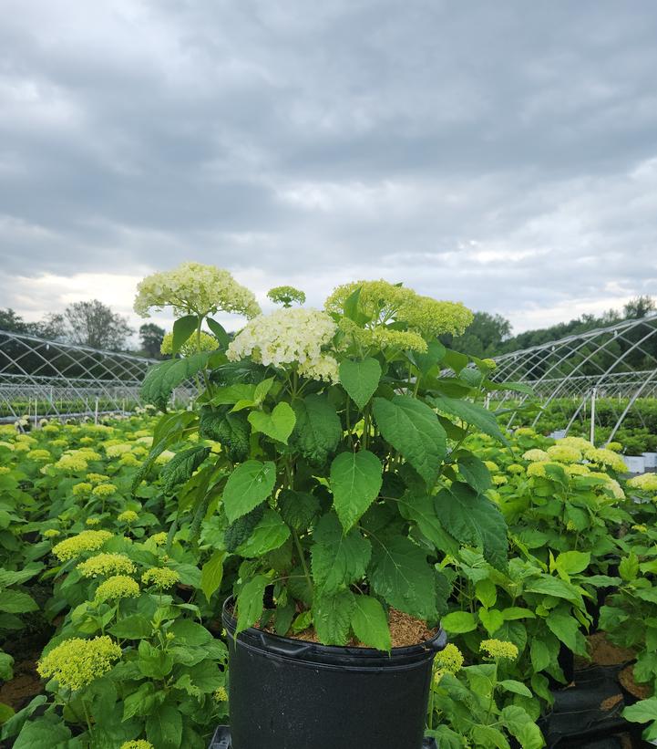Hydrangea arborescens 'Annabelle'
