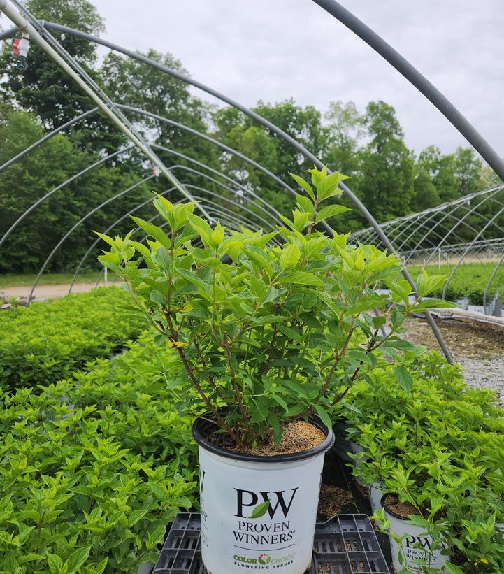 Hydrangea paniculata Little Lime®