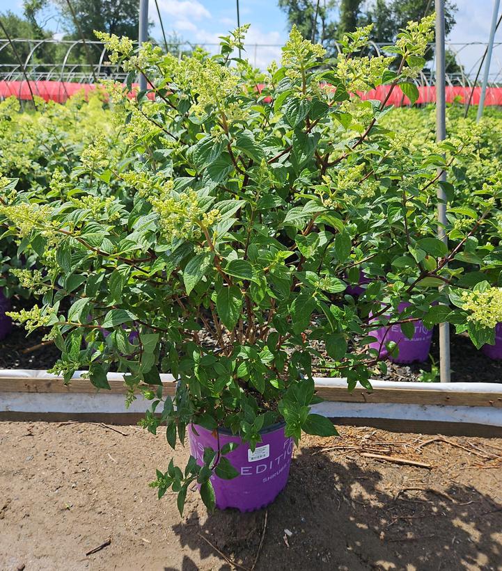 Hydrangea paniculata Strawberry Sundae®
