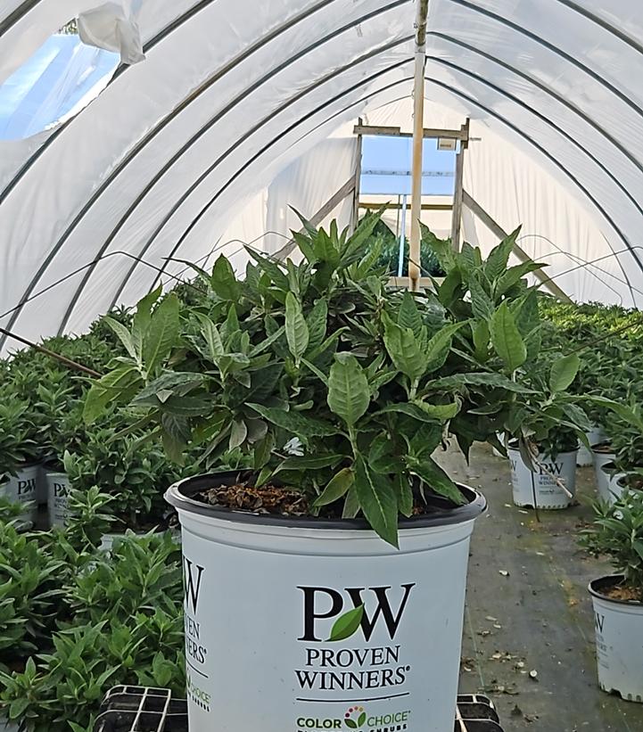 Buddleia x Pugster Blue®