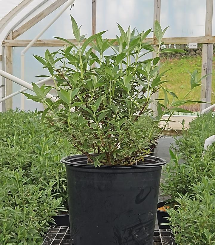 Buddleia davidii Black Knight