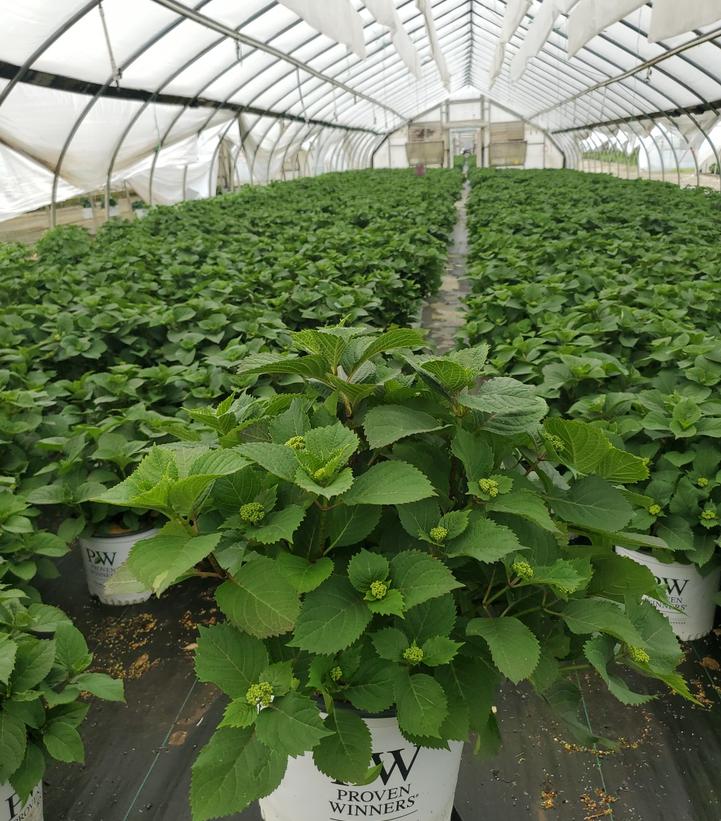 Hydrangea serrata Tuff Stuff™