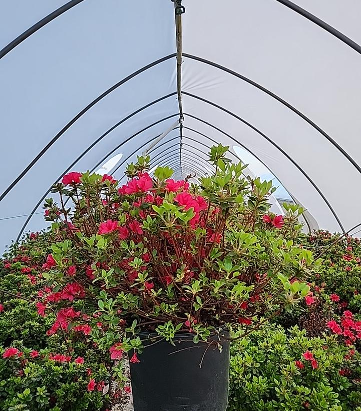 Azalea 'Hino Crimson'