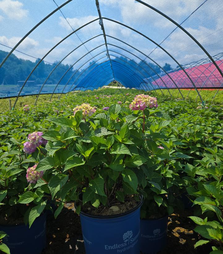 Hydrangea macrophylla Endless Summer® Collection Endless Summer® Bloomstruck®