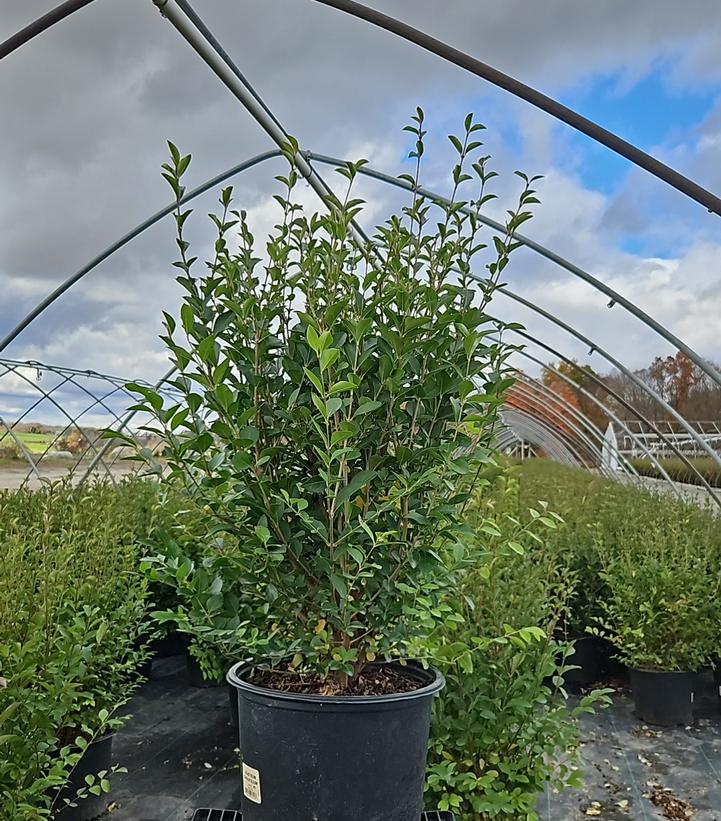 Ligustrum ovalifolium 