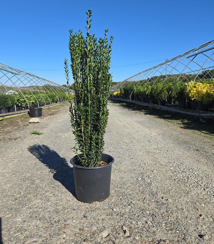Ilex crenata 'Sky Pencil'