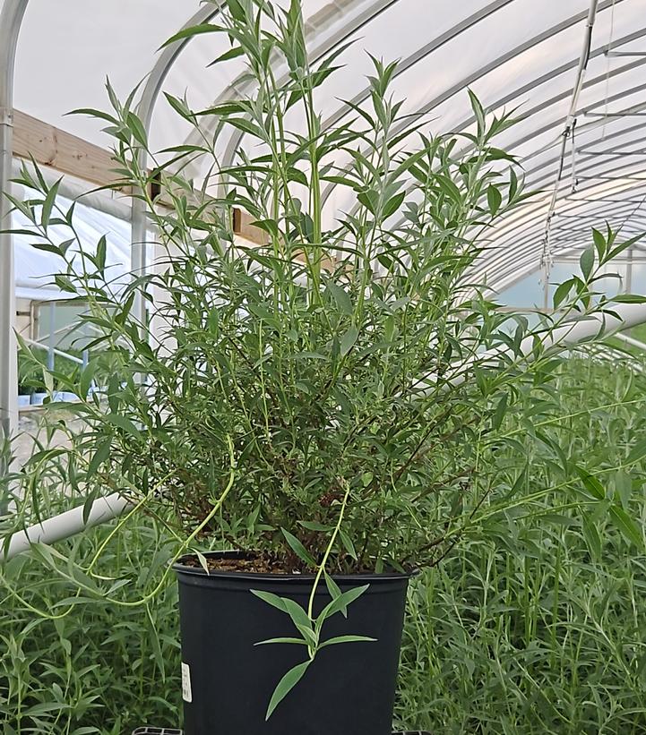 Buddleia davidii 'Nanho Blue'
