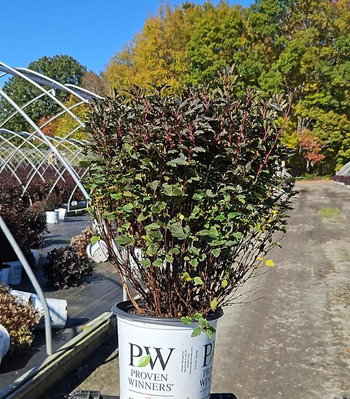 Physocarpus opulifolius Tiny Wine® Tiny Wine®