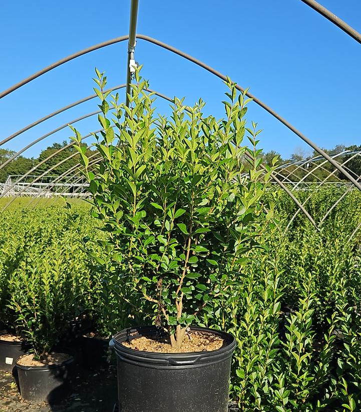 Ligustrum ovalifolium 