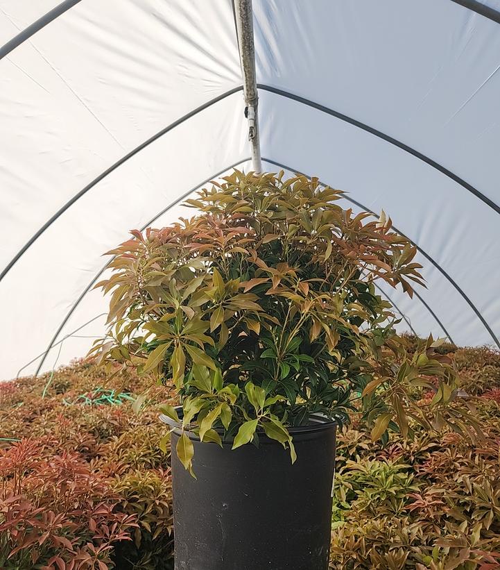 Pieris jap. 'Mountain Fire'
