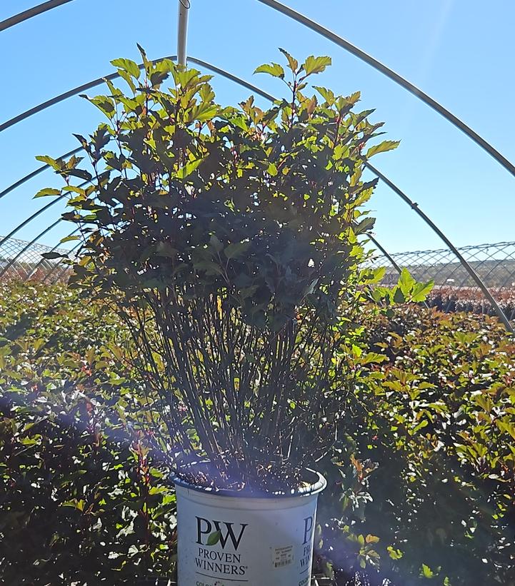Physocarpus opulifolius Summer Wine®