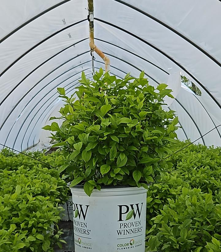 Itea virginica Little Henry®