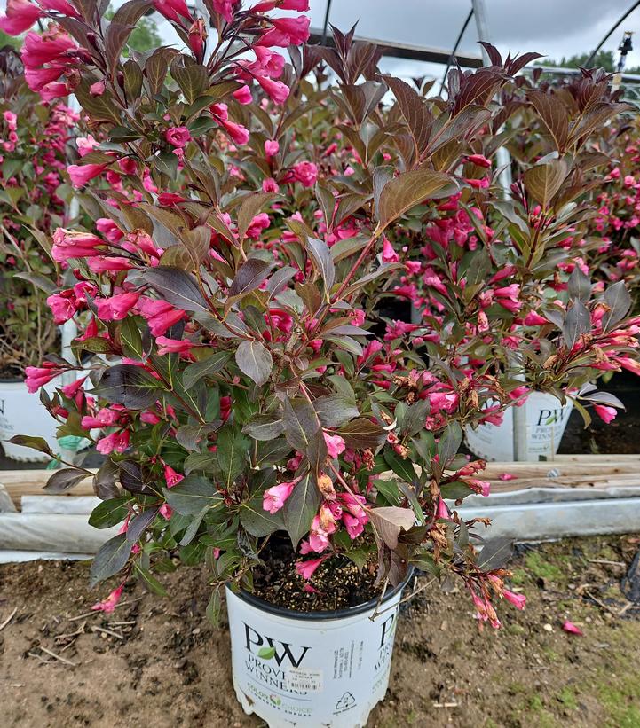 Weigela florida Wine & Roses®
