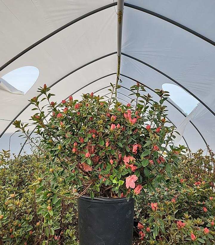 Azalea 'Blaauws Pink'
