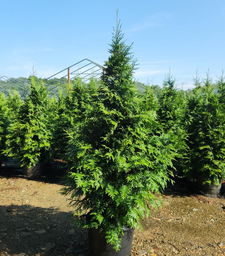 Thuja x 'Green Giant'