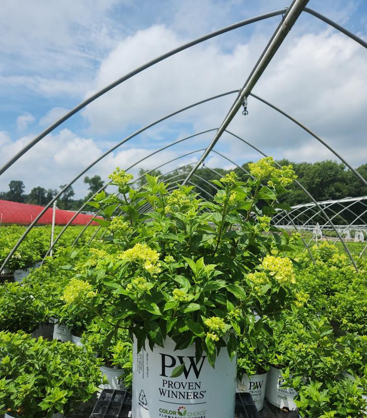 Hydrangea paniculata Little Lime®