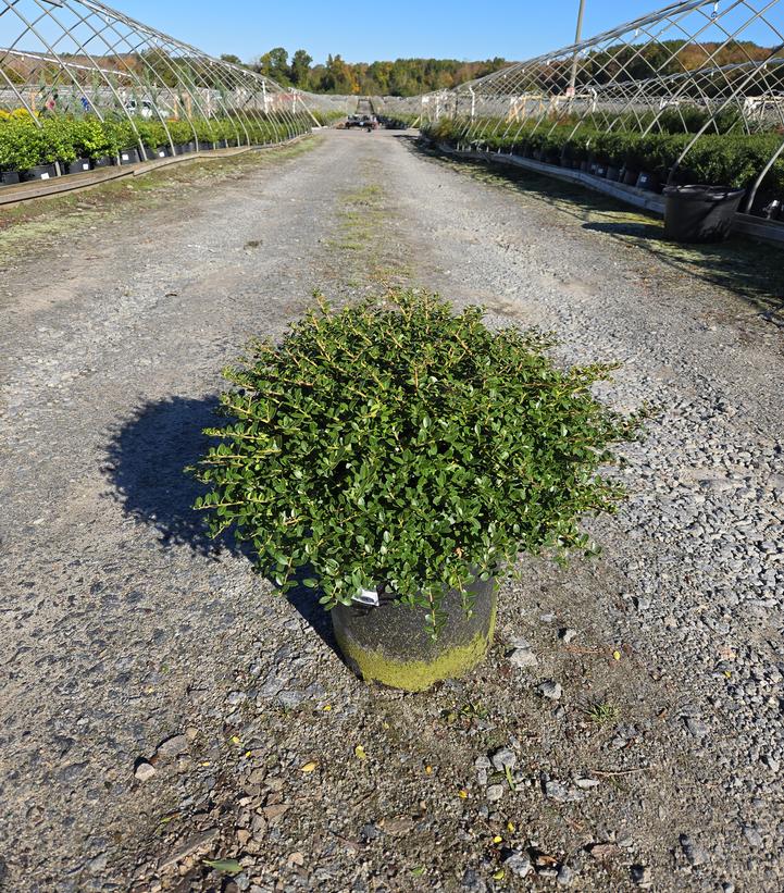 Ilex crenata 'Helleri'