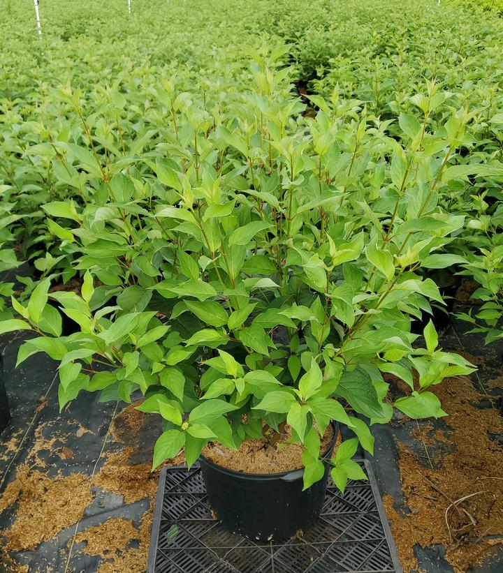 Cornus sericea 'Baileyi'