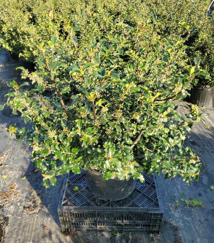Ilex X meserveae Blue Princess