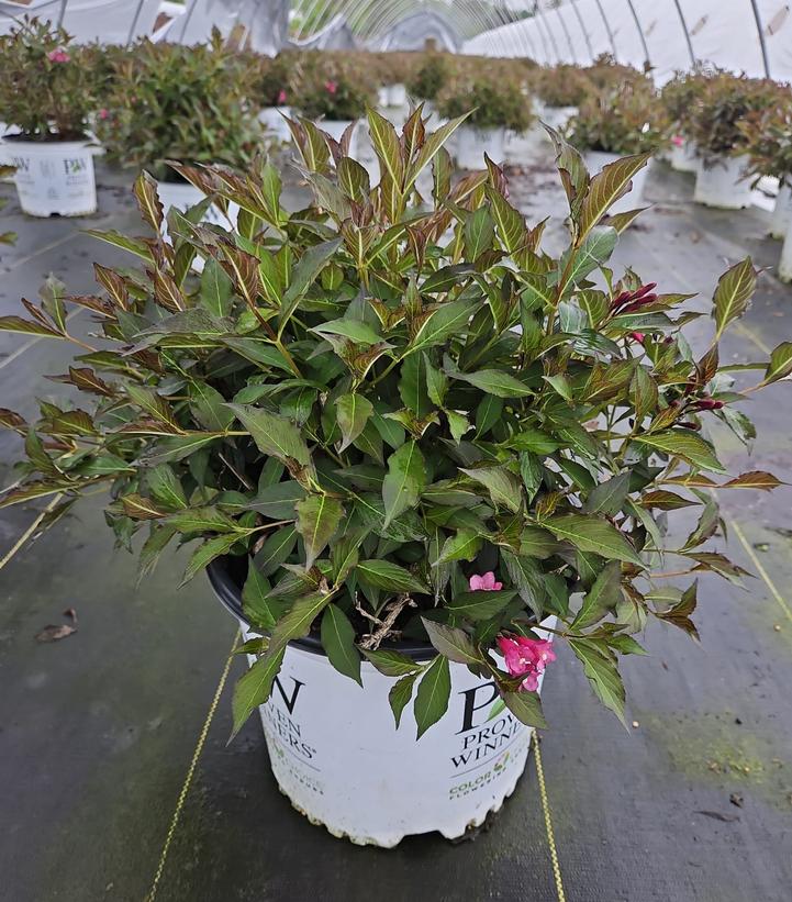 Weigela Spilled Wine®