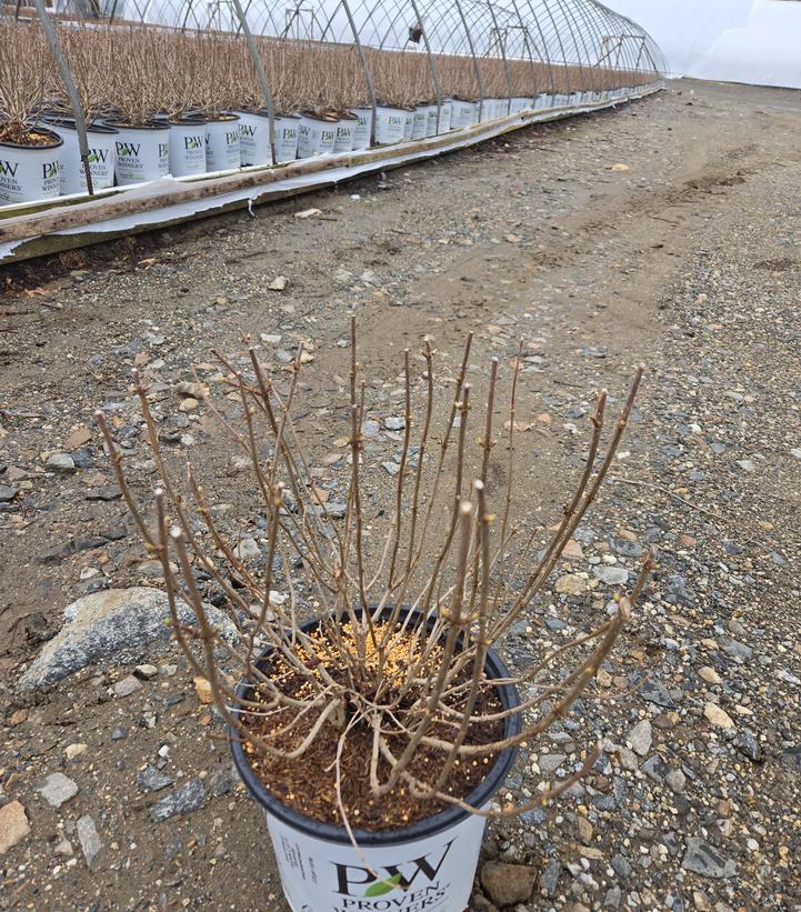 Hydrangea paniculata 'Limelight'