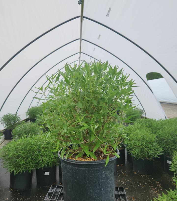 Caryopteris x cland. Dark Knight