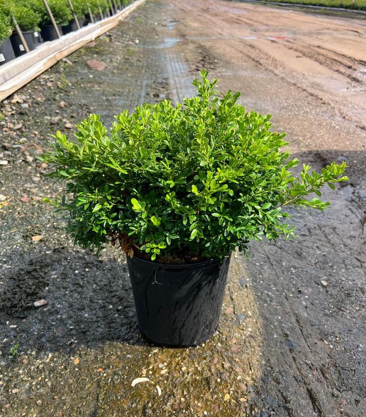 Buxus microphylla 'Tide Hill'