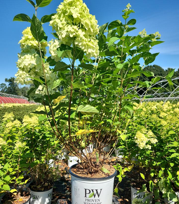 Hydrangea paniculata 'Limelight'